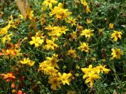 Photo bidens