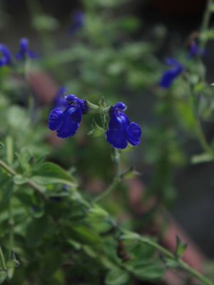 blue monrovia
