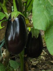 Photo aubergine bonica
