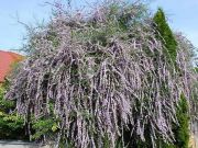 Photo BUDDLEIA ALTERNIFOLIA