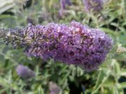Photo BUDDLEIA LOCHINCH ARBRE A PAPILLON