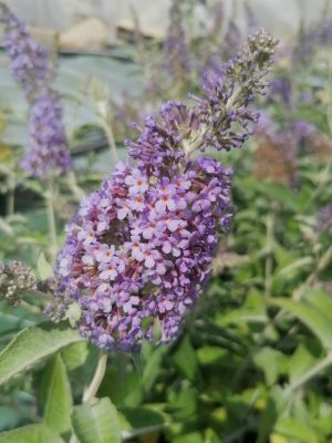 BUDDLEIA LOCHINCH