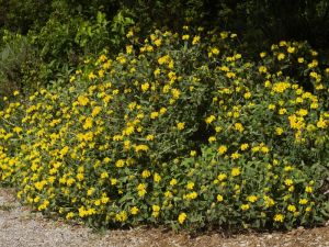 Buisson de phlomis