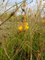 Photo bulbine frutescens