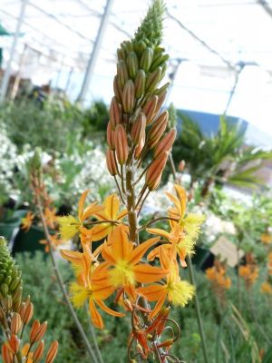 Bulbine