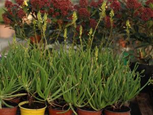 Bulbine en petit pot