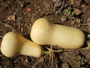 Photo Courge butternutt ou doubeurre