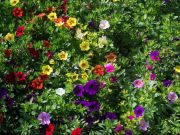 Photo callibrachoa