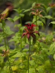 Photo Monarde Cambridge Scarlet