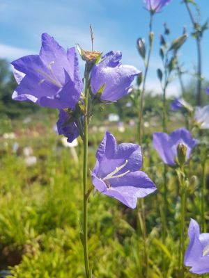 campanula
