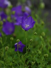 Photo campanule des carpates