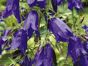 campanula sarastro
