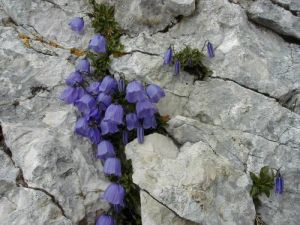 campanule