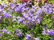 Photo campanule des murailles
