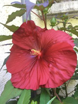 Carroussel geant red