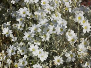 Cerastium tomentosum