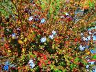 ceratostigma griffitii