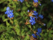 Photo Plumbago de willmott