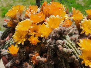 CHAMAECEREUS