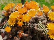 Photo CACTUS CORNICHON