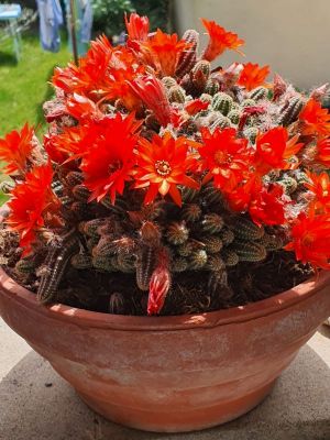 CHAMAECEREUS ORANGE