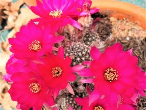 CHAMAECEREUS ROSE