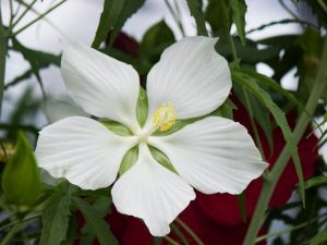 coccineus blanc