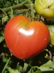 Photo tomate coeur de boeuf