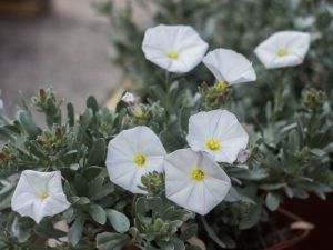 Convolvulus cnoerum