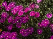 Photo Délosperma coopéri