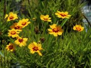 Photo Coreopsis sonnenkind