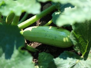 Courgette blanche lorea