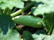 Photo courgette longue blanche