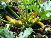 Photo courgette longue jaune
