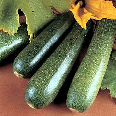 courgette &quot; parthénon&quot;