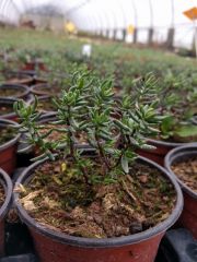 Photo Crassula sarcocaulis