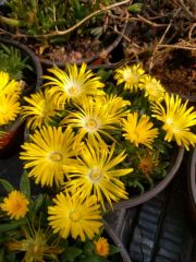Photo délosperma deschampsii