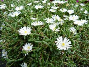 Delosperma graaf reinet