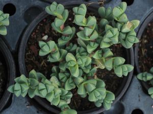 delosperma lehmanii hors période de floraison.
