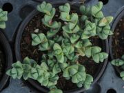 Photo Delosperma lehmanii