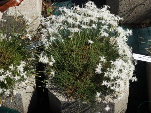 dianthus en fleurs