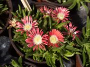 Photo Délosperma dyeri red mountain