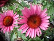 Photo Echinacea american dream