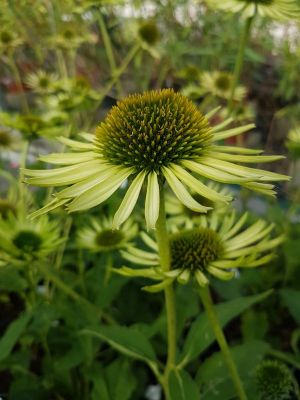 echinacea green jewel