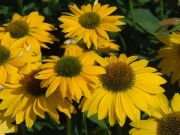 Photo Echinacea leilani