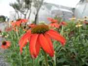 Photo Echinacea tiki torch