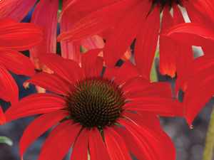 ECHINACEA tomato soup