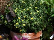 Photo Delosperma echinatum