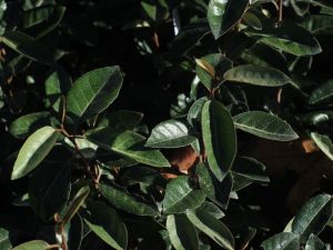 eleagnus