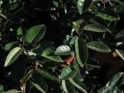 Photo Eléagnus ebbengei